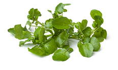 Watercress